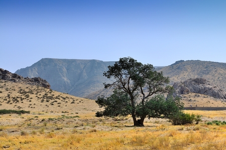 Beautiful tree in the mountains of Kazakhstan in summerの写真素材