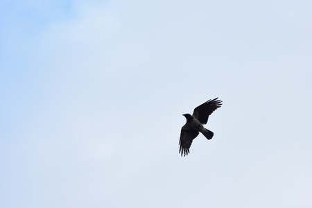 The raven flies in the sky in search of foodの写真素材