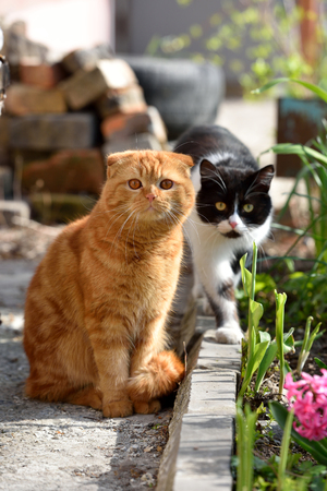 A beautiful ginger cat walks and plays on the territory of the houseの写真素材