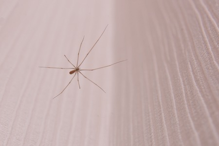 The big spider lives at home