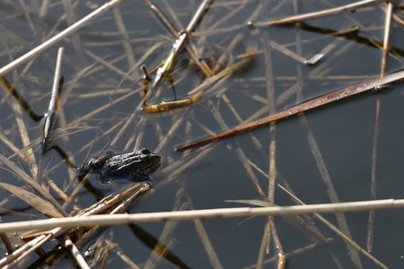 The frog hides in the water