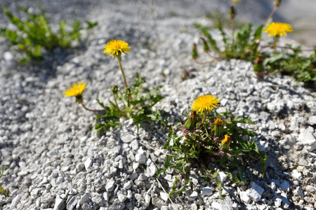 Beautiful dandelion, growing on stones in the mountainsの写真素材