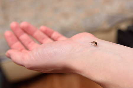 Big mosquito bites the girl in the arm.の写真素材
