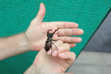 Big beetle deer sits in his hands.の写真素材