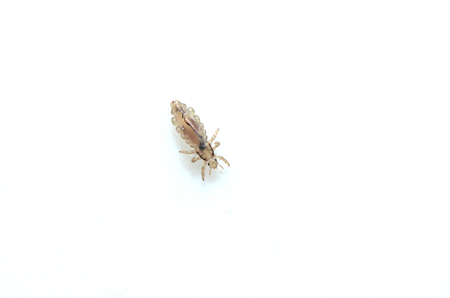 Head louse on a white background closeup macro photo.の写真素材