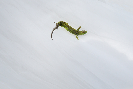 Lizard against a white fabric in which a new tail grows.の写真素材