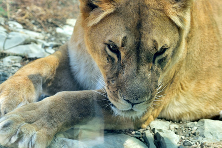 The lioness lies on the ground. Lioness lies in the zoo, shot through the glass fence.の写真素材