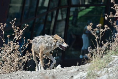 Gray wolf in the zoo. The wolf whose moult.