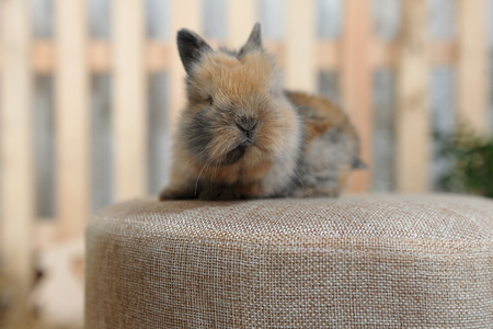 A small and curious brown rabbit sits on a fabric soft stool. Easter holiday and decor with little bunnies. Closeupの写真素材