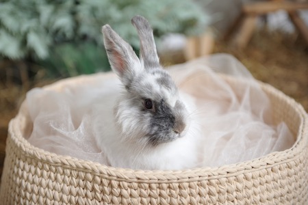 White rabbit sitting in a knitted basket. Head closeup.の写真素材
