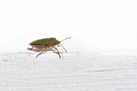 Beetle Palomena prasina on a white background indoors, close-up.