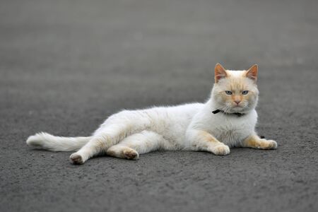Beautiful light red cat with a collar lying on the asphalt road, close-upの写真素材