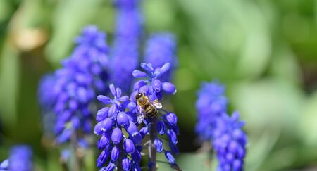 A close-up bee eats nectar on the blue muscari flowers, macro