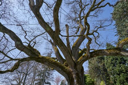 Large and old branched tree styphnolobium japonicum in spring and without leaves, against the blue...