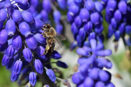 A close-up bee eats nectar on the blue muscari flowers, macroの写真素材