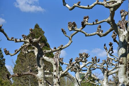 Unusual and curved branches of a platanus tree in Europe, against a blue and bright sky