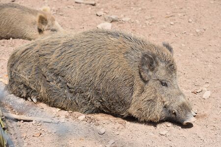 A big boar lies sleeping on the ground on a sunny day