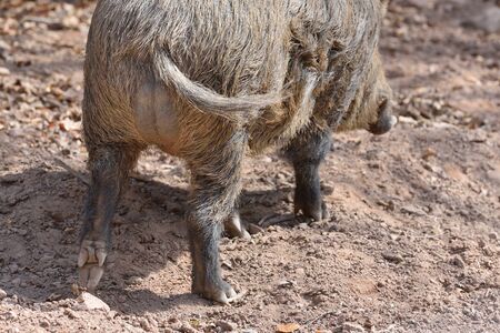 Butt and legs of a big wild boar close upの写真素材