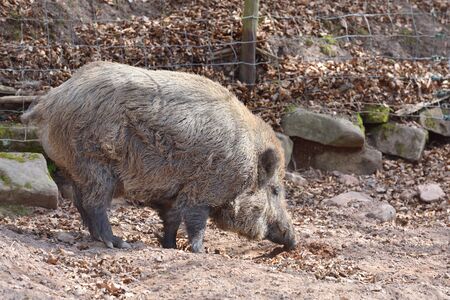 Wild boar with brown wool in a special corral with a fenceの写真素材