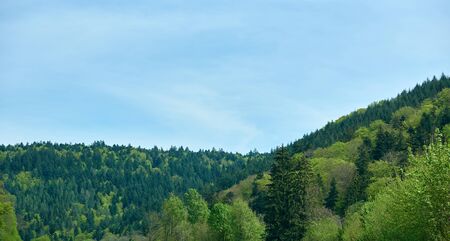 Spring landscape with mixed forest on a hill, coniferous trees and deciduous growth together in the forest Schwarzwaldの写真素材