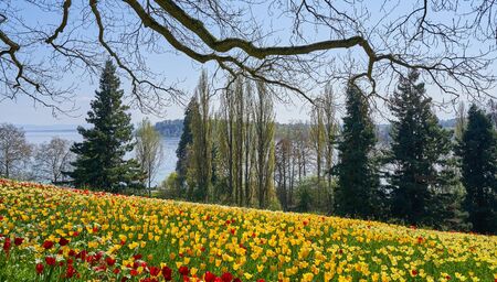 Picturesque landscape with a field of red and yellow tulips and a view of Lake Bodenseeの写真素材