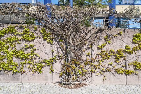 Gray concrete wall and ivy climbing plant in springの写真素材