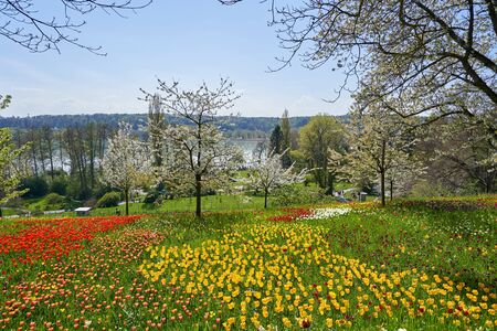 Picturesque landscape with a field of red and yellow tulips in a European park on a sunny dayの写真素材