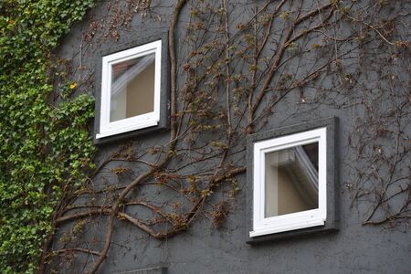 Between two small windows on a dark wall, a climbing plant with a thick stem grows