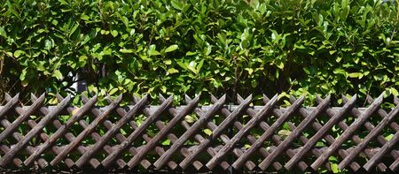 A beautiful wooden diamond-shaped garden fence made of aged wood and a green shrub.の写真素材