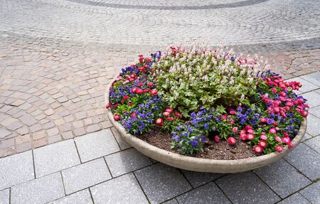 A large round pot of flower beds with daisies flowers and violets on the background of paving slabsの写真素材