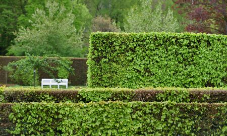 Trimmed hedge shrub in a European public park in Baden Badenの写真素材