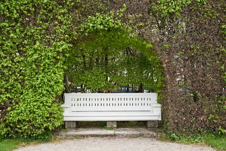 White bench in a hedge arch in a European public park with text spaceの写真素材
