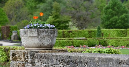 Large stone flower pot with viola flowers on a green park backgroundの写真素材