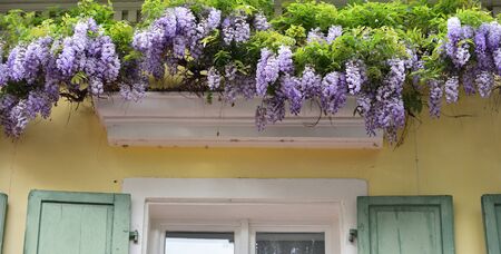 Beautiful lilac wisteria grows near the cornice above the window of an old houseの写真素材