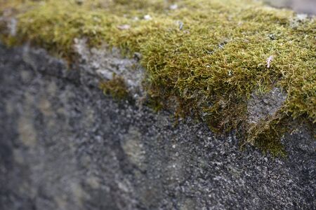 Moss on a concrete surface close-up with text space