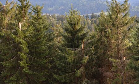 Broken conifers from strong winds on top of the mountains in the European forest of Schwarzwald