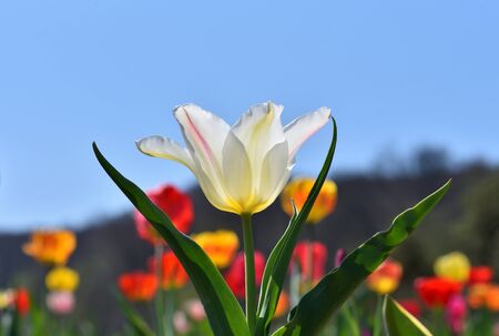 White Tulip growing out of the ground on a sunny dayの写真素材