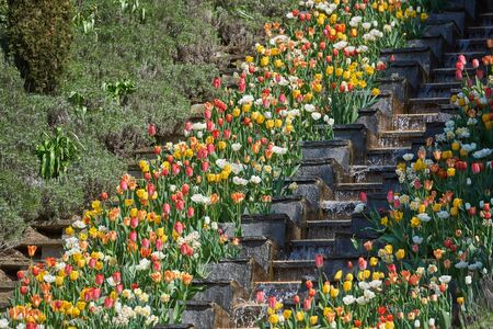 Beautiful flower bed Italian Slide with a waterfall, tulips and daffodilsの写真素材