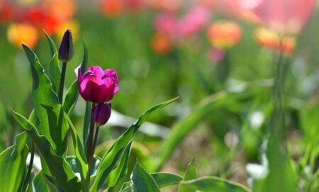 Lilac tulip grows on a sunny day. Text space and tulip