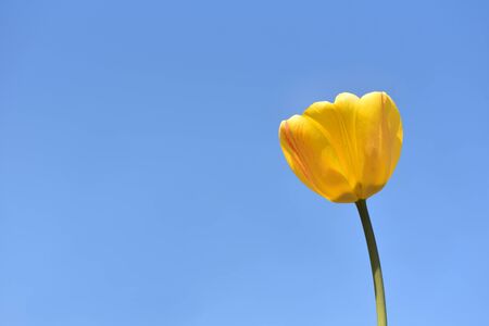 Fresh and bright yellow tulip against a blue sky, with text space,の写真素材