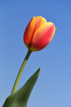 Fresh and bright two-tone yellow-red tulip against a blue sky, with text spaceの写真素材