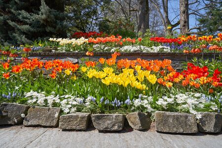 Flower bed of different spring flowers, tulips, daisies, muscari. Spring flowers in the gardenの写真素材