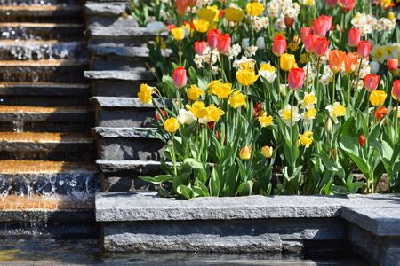 Beautiful flower bed Italian Slide with a waterfall, tulips and daffodilsの写真素材