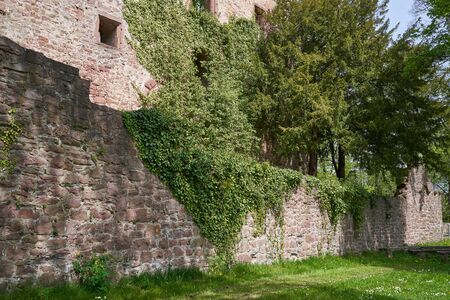 Stone wall of the ruins of an old castle Schloss Neuenburg in Germany, overgrown with ivyの写真素材