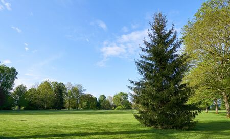 Spruce in the background of a park with a lawn, deciduous trees and text spaceの写真素材