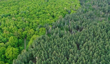 Aerial view of the contact line of coniferous forest and deciduous forest in spring