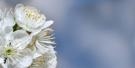 Cherry flowers with soft bokeh and text space. Floral spring background of nature, Close-upの写真素材