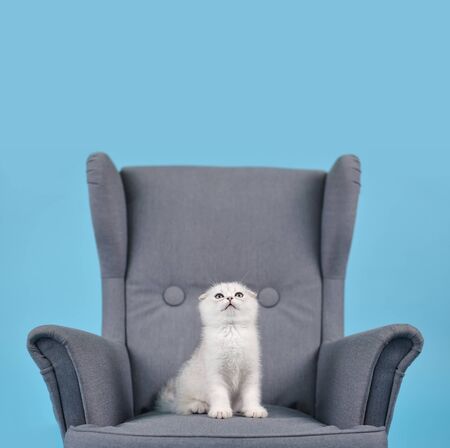 White fold Scottish breed kitten in a gray armchair looks up and dreams, studio photo on a blue background with copy space.の写真素材