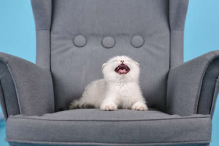 White fold Scottish breed kitten lies sleepy in a gray armchair and yawns, studio photographyの写真素材