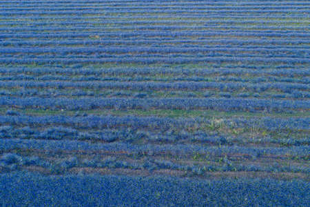 Blooming fields of blue delphinium flowers aerial view full frame coverage
